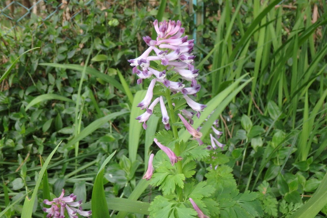 Corydalis incisa habit