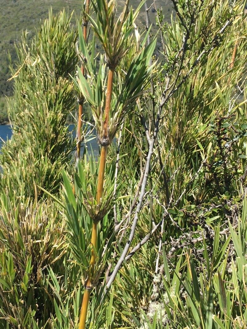 Chusquea culeou bark