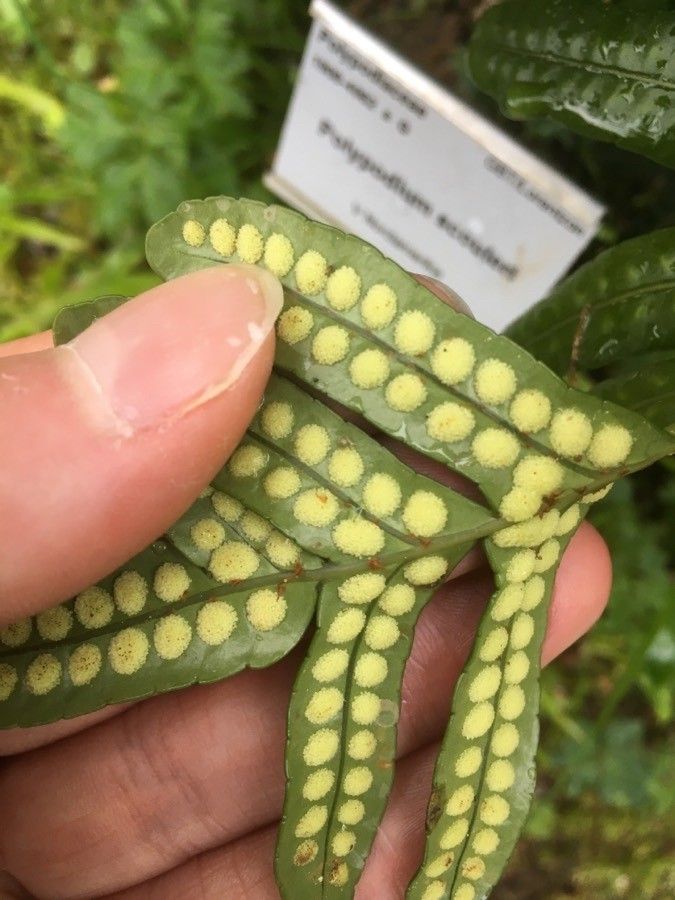 Polypodium scouleri flower