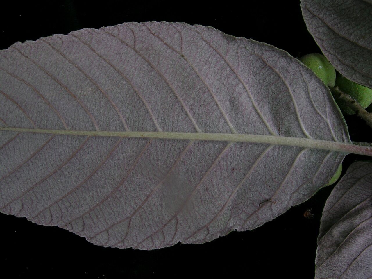 Sorbus vestita — houseplant care guide