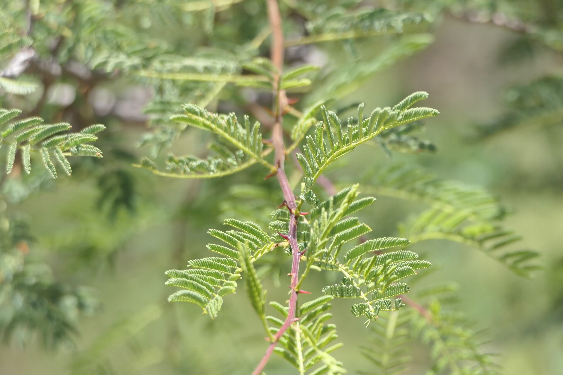 Senegalia hereroensis — houseplant care guide