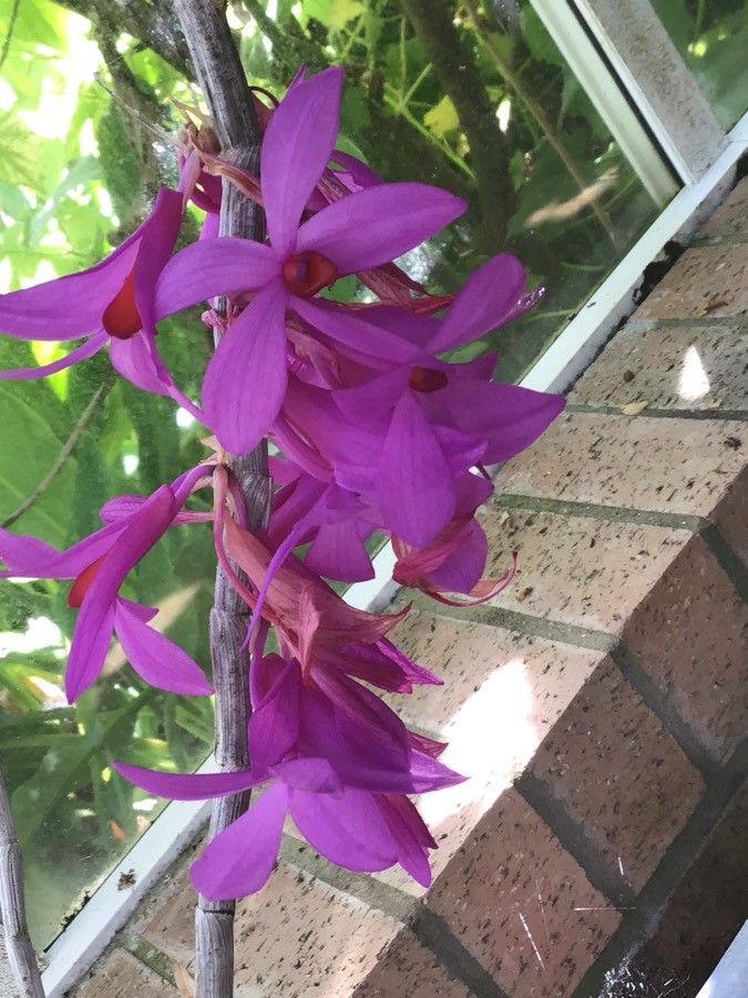 Dendrobium glomeratum flower