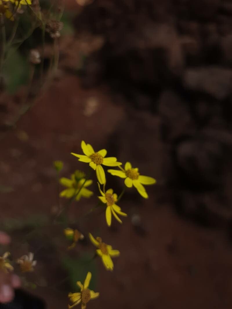 Senecio edgeworthii — houseplant care guide