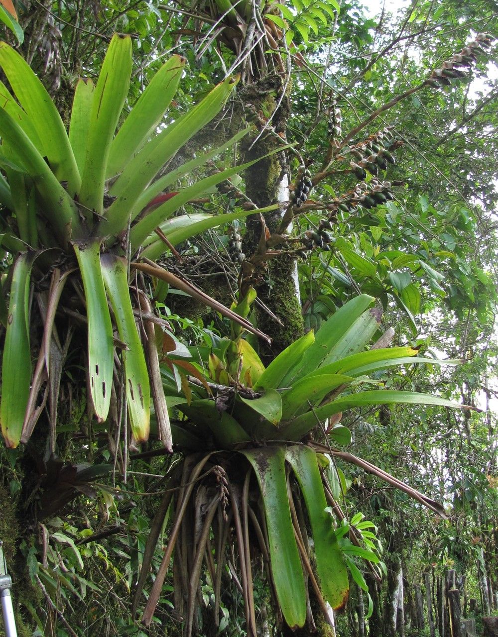 Werauhia werckleana bark