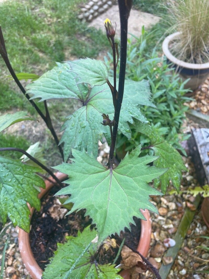 Ligularia stenocephala — search result for 'Ligularia'