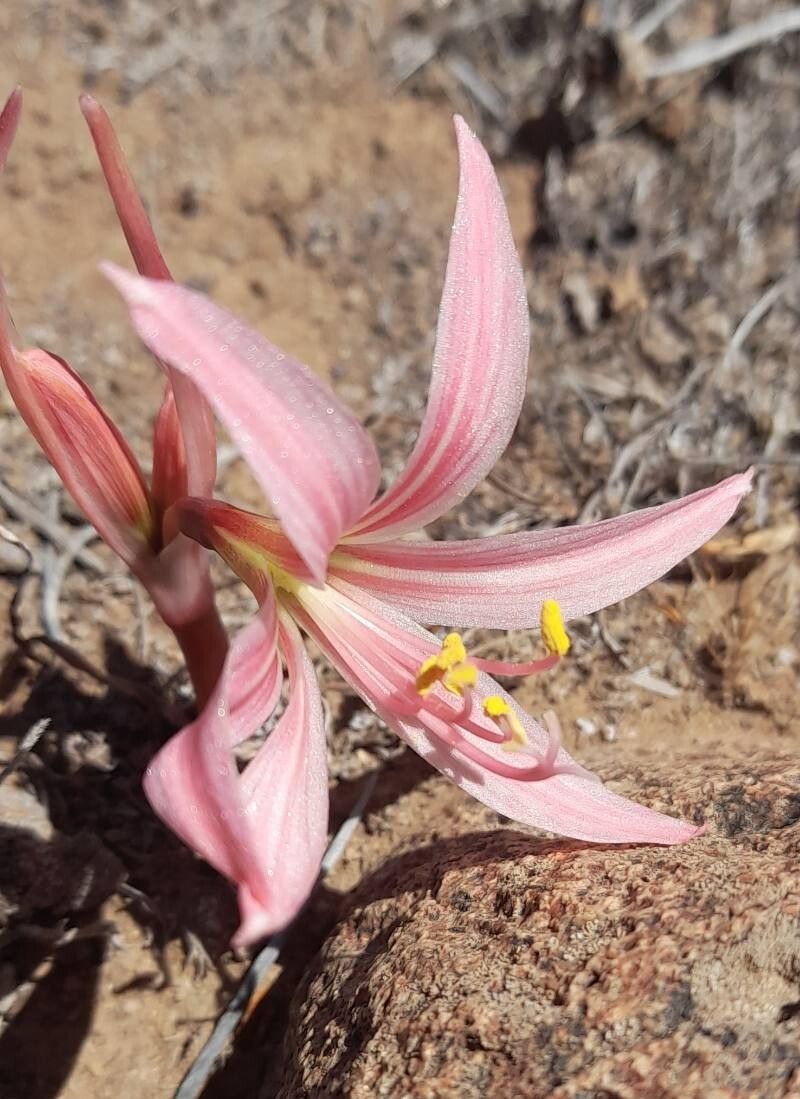 Zephyranthes sarae — houseplant care guide