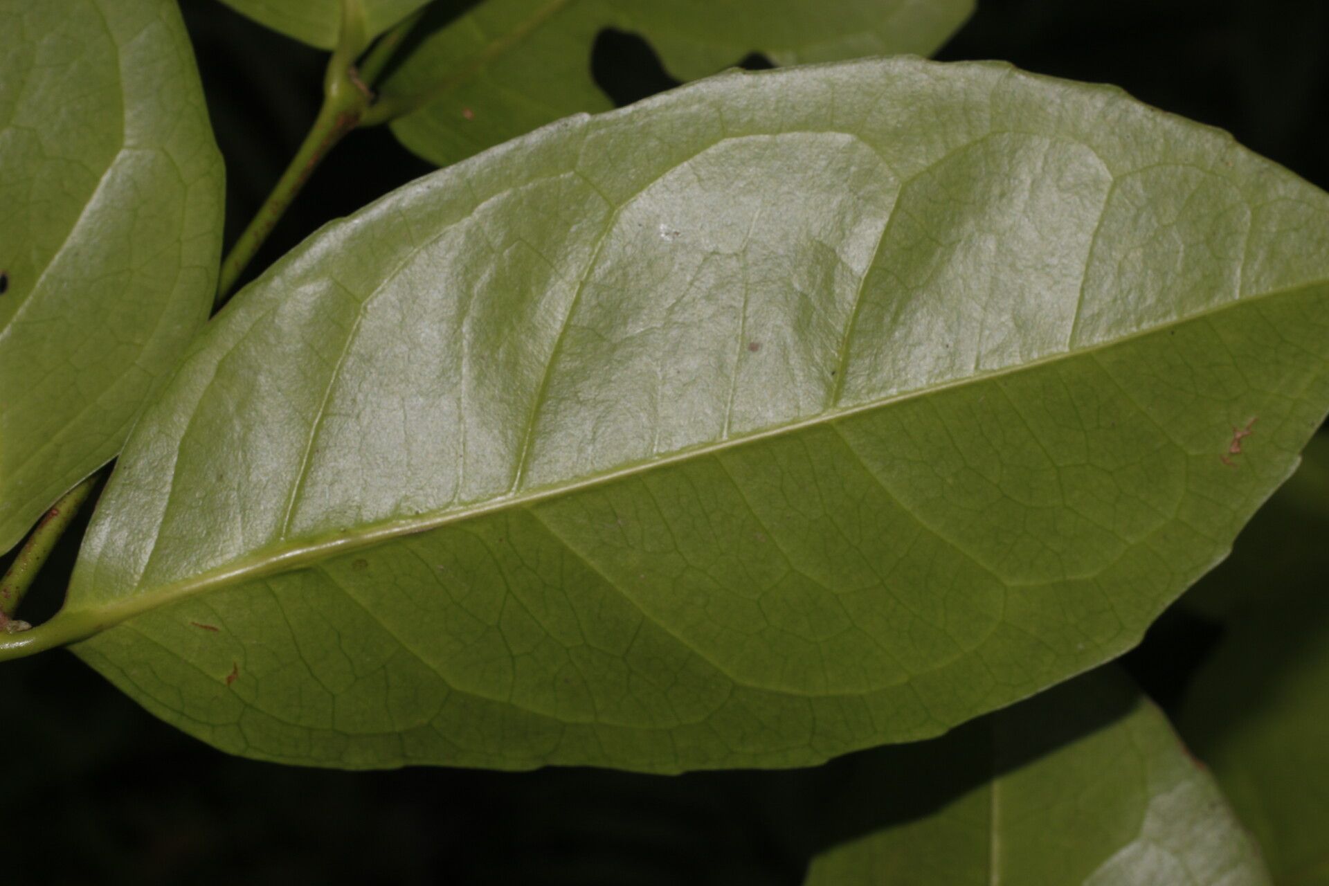 Cassipourea killipii leaf