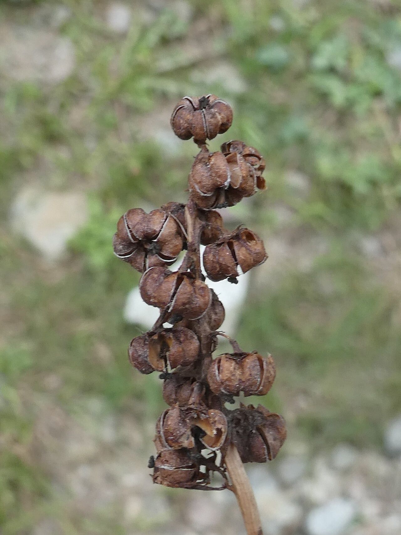 Pyrola minor fruit