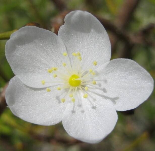 Calandrinia galapagosa flower
