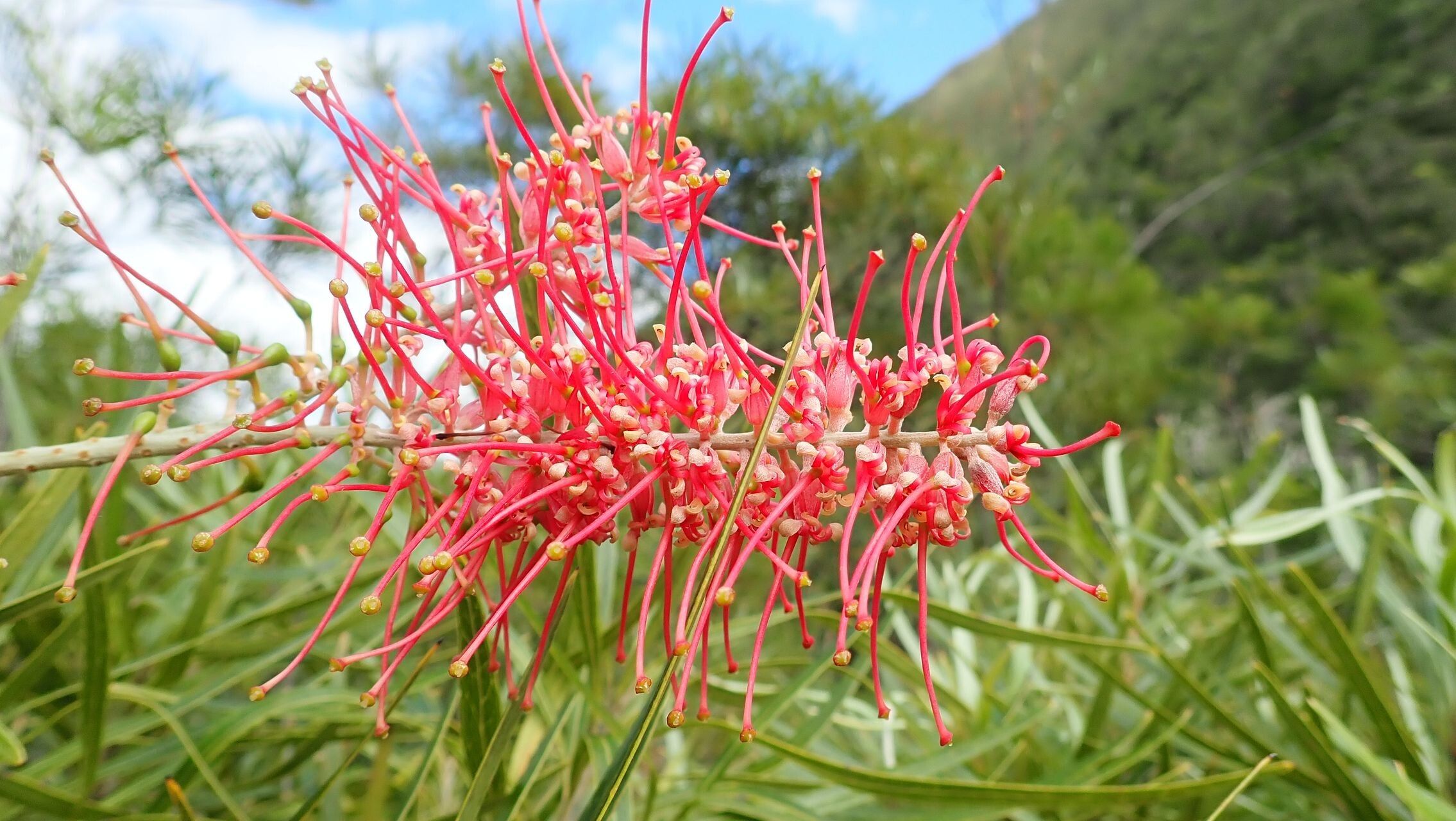 Grevillea deplanchei flower