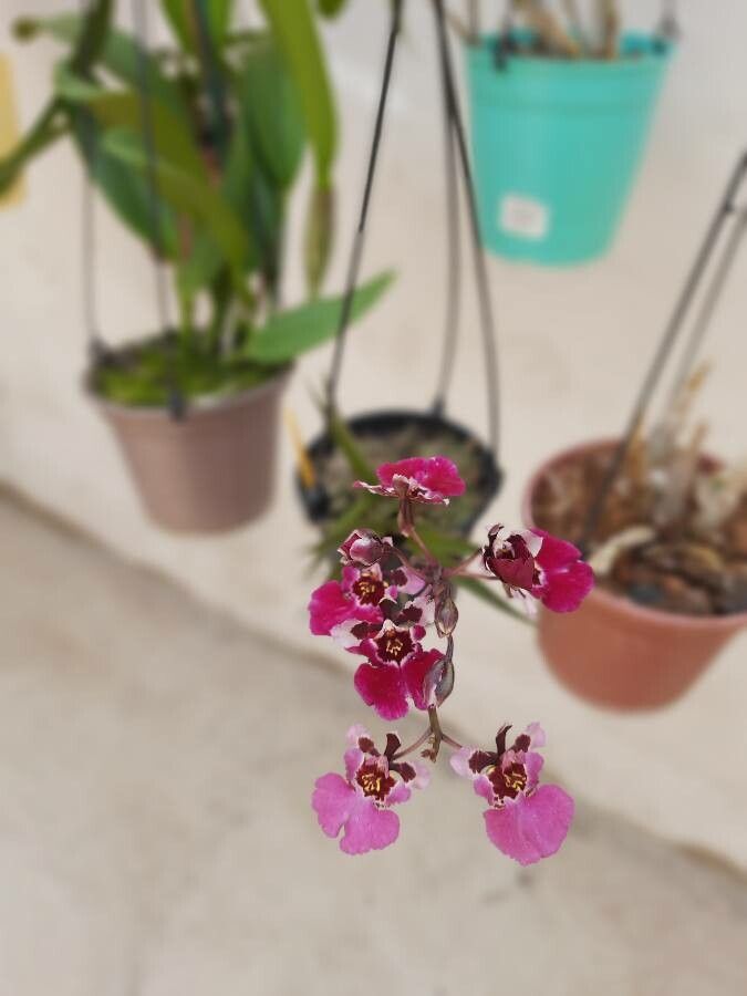Tolumnia variegata flower