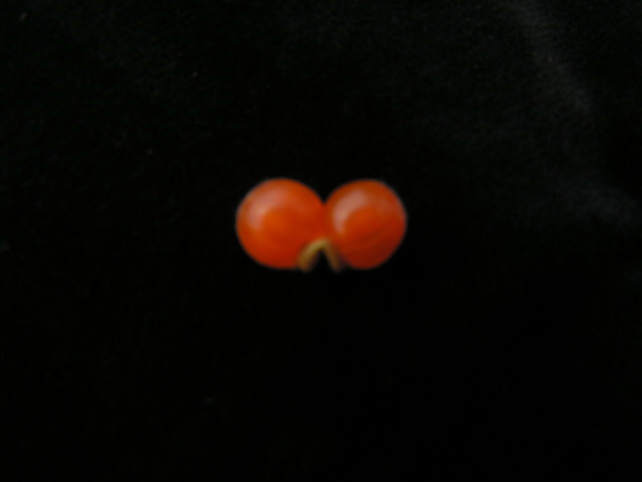 Lonicera hypoleuca — search result for 'Lonicera'