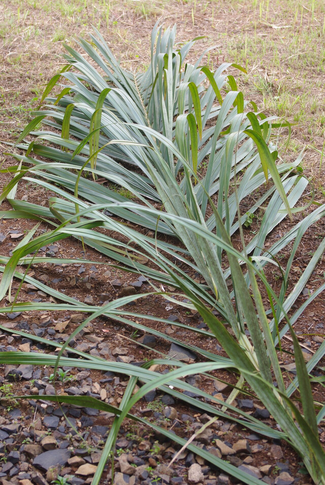 Raphia vinifera — search result for 'Raphia'