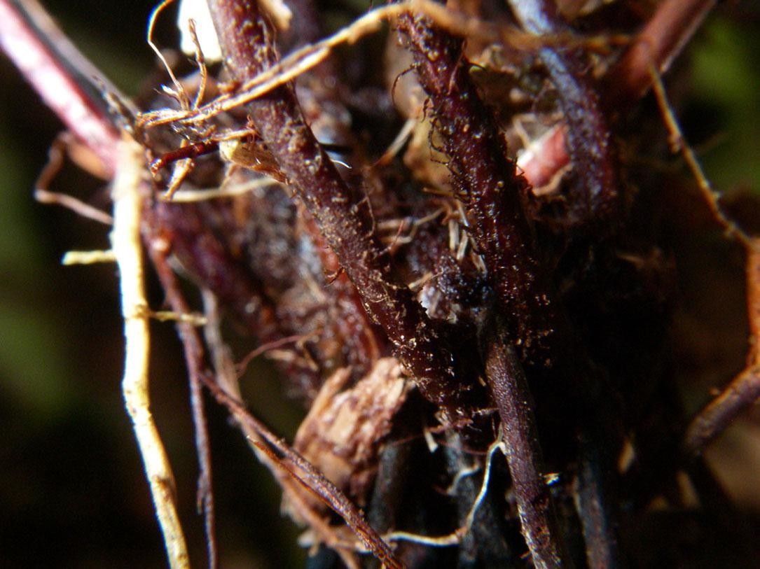 Trichomanes diversifrons other