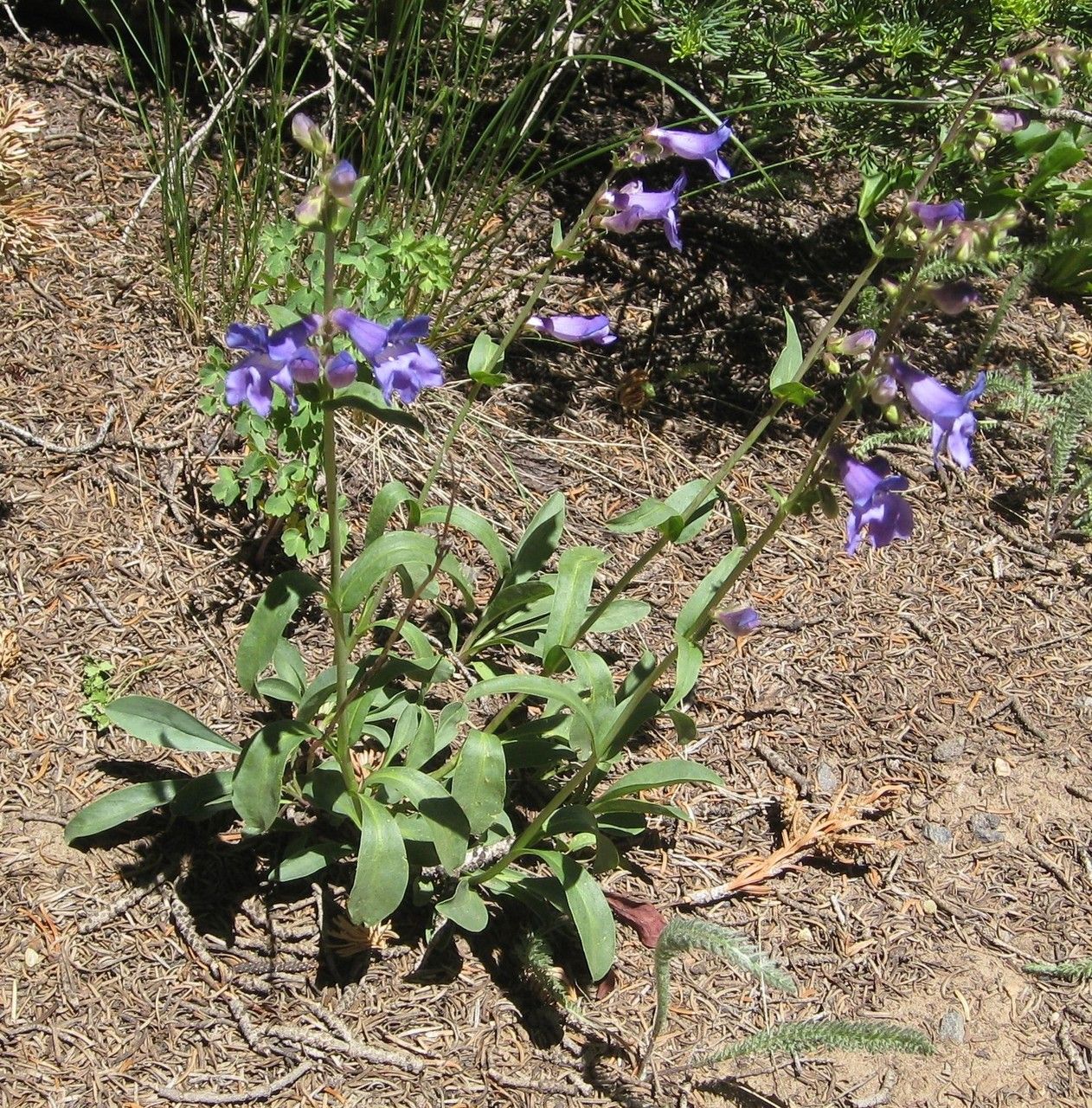 Penstemon leiophyllus — search result for 'Penstemon'