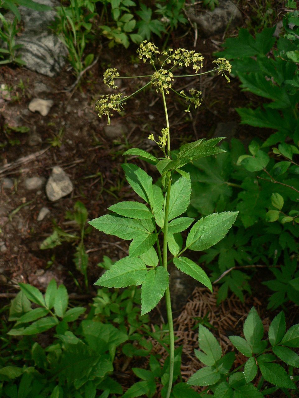 Osmorhiza occidentalis leaf