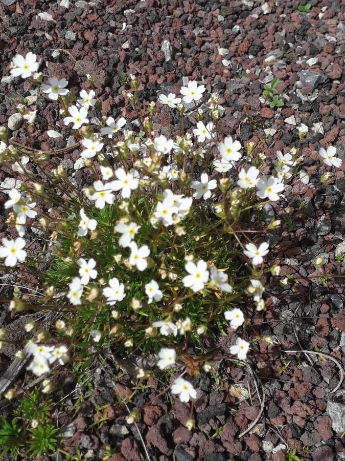 Androsace lactea habit