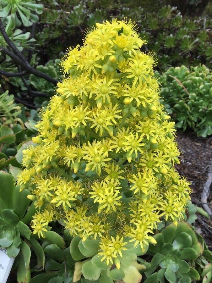 Aeonium undulatum flower