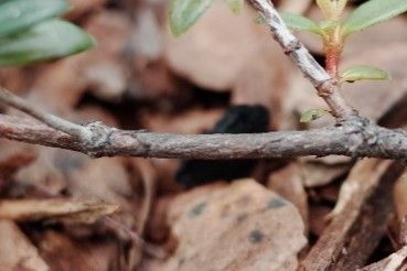 Rhododendron gracilentum bark