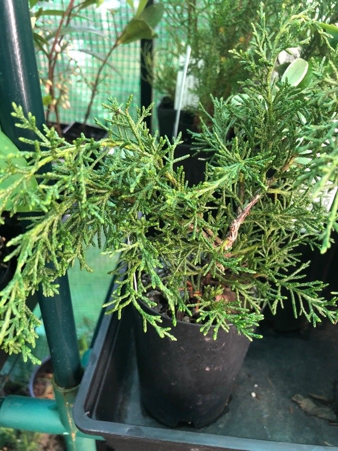 Diselma archeri — search result for 'Cupressaceae'