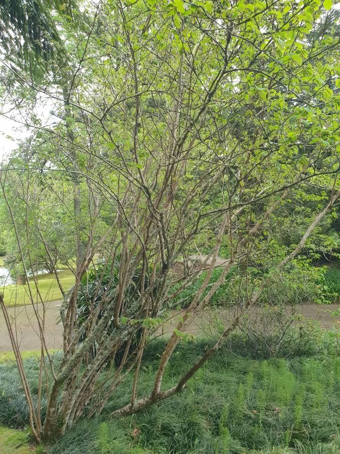 Corylopsis veitchiana habit