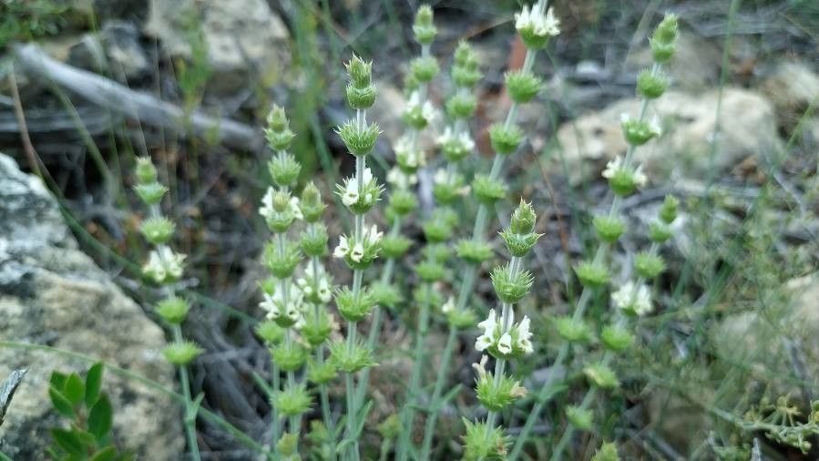 Sideritis tragoriganum flower