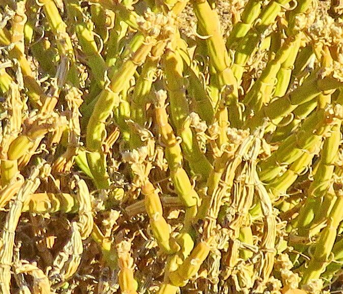 Mesembryanthemum pseudoschlichtianum — search result for 'Mesembryanthemum'