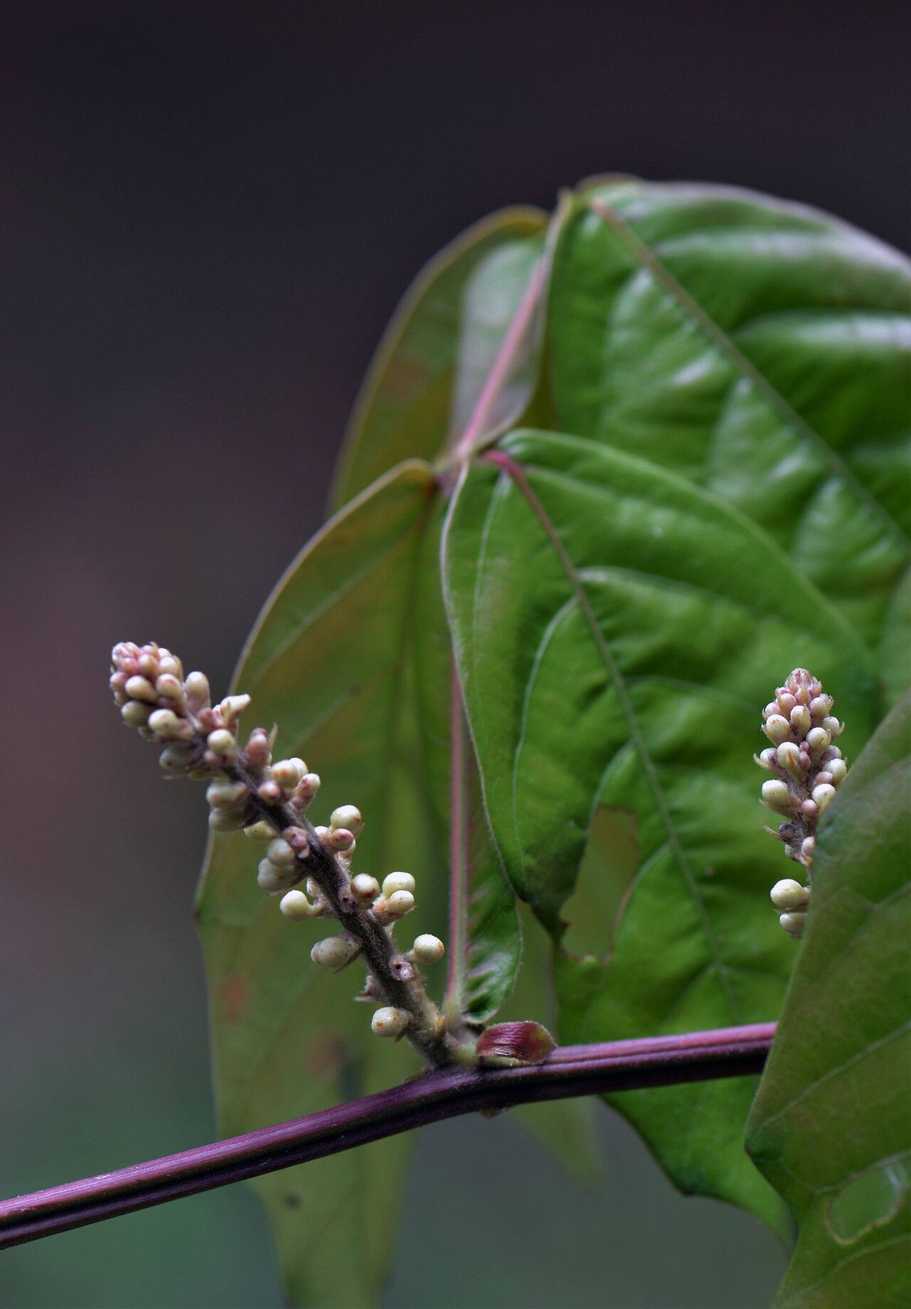 Paullinia imberbis — search result for 'Paullinia'