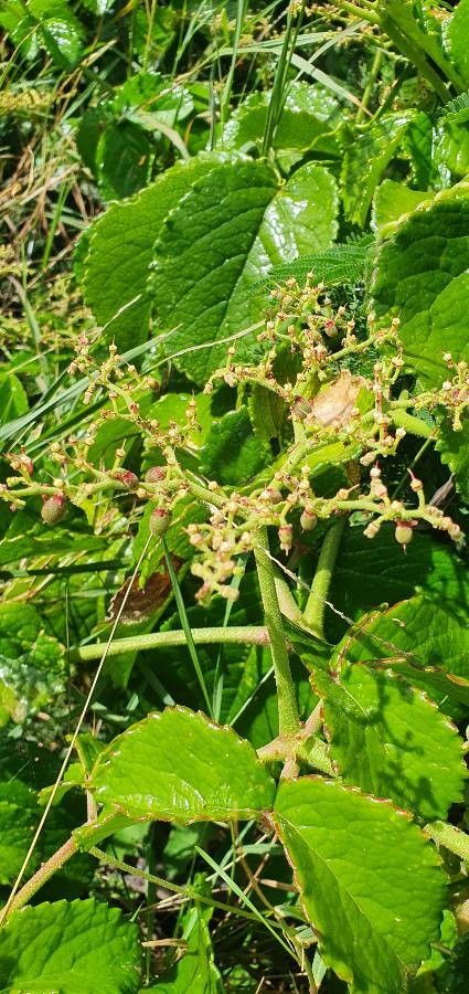Cyphostemma cyphopetalum fruit