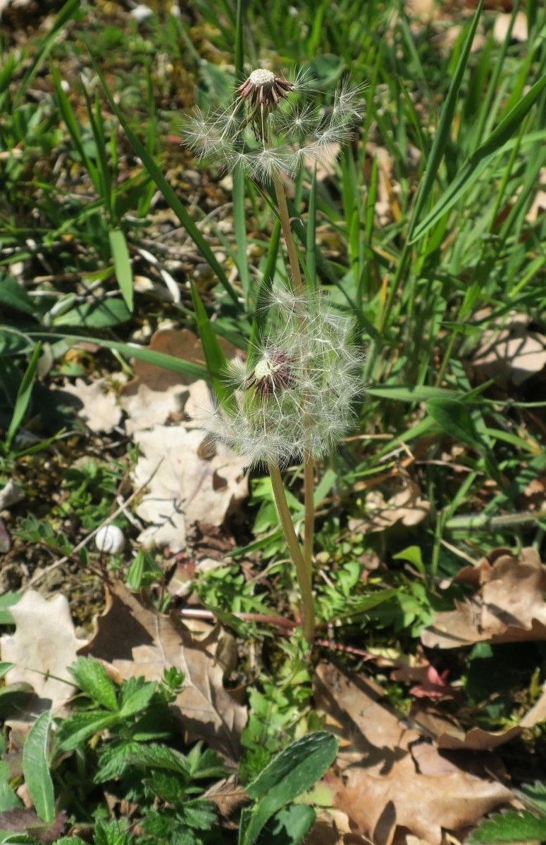 Taraxacum braun-blanquetii fruit