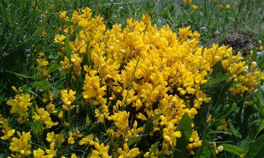 Genista sagittalis flower