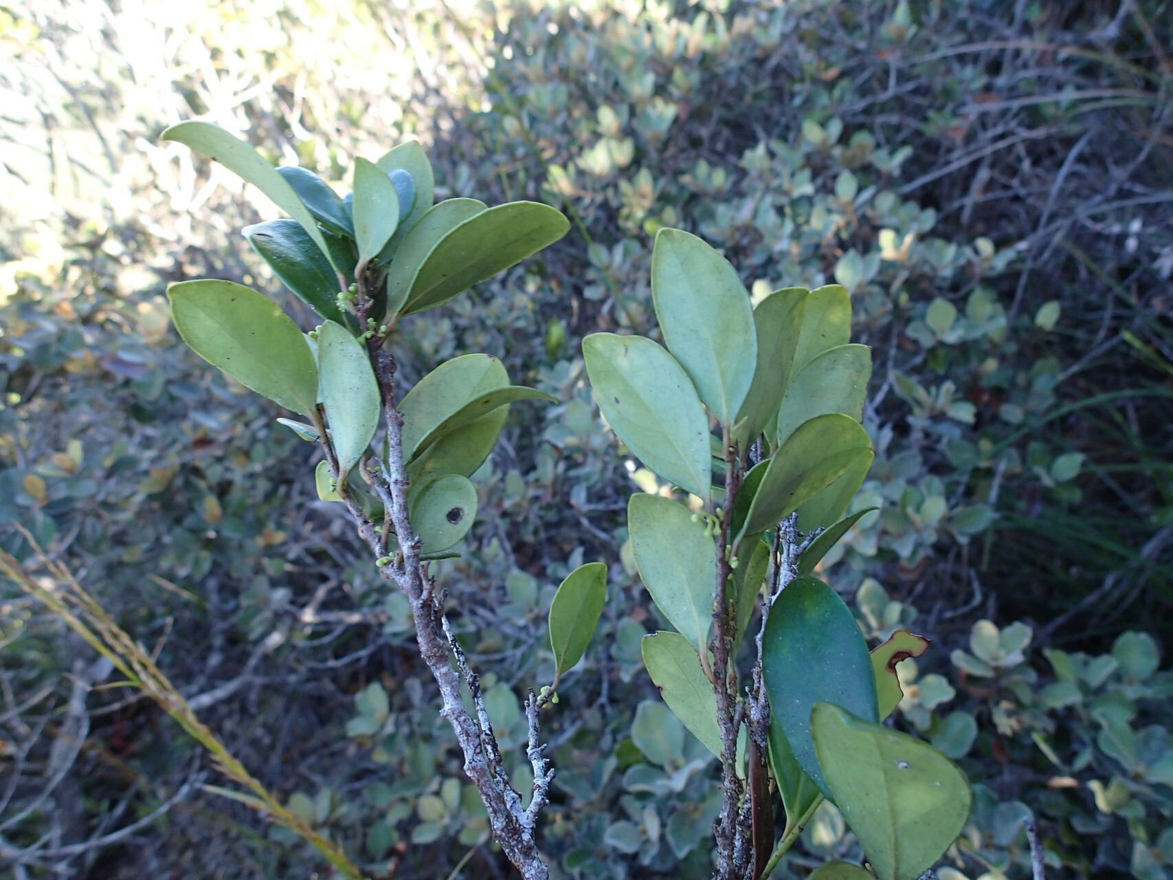Xylosma serpentina habit