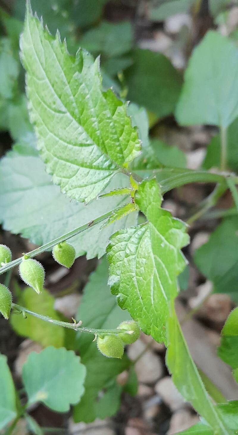 Priva lappulacea — search result for 'Nepal'