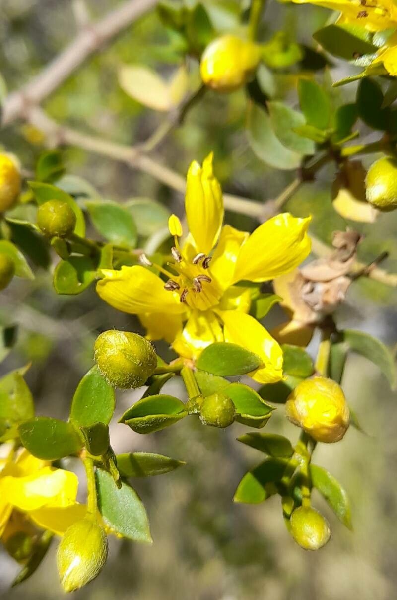 Larrea divaricata flower