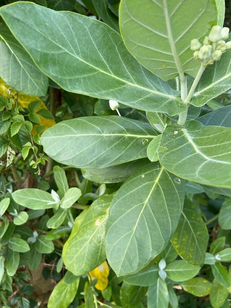 Calotropis gigantea leaf