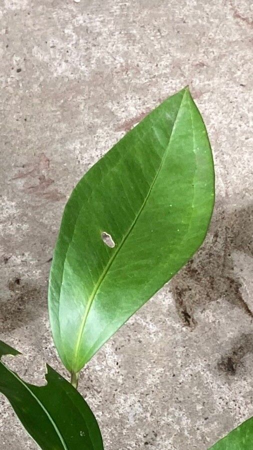 Anthurium scandens leaf