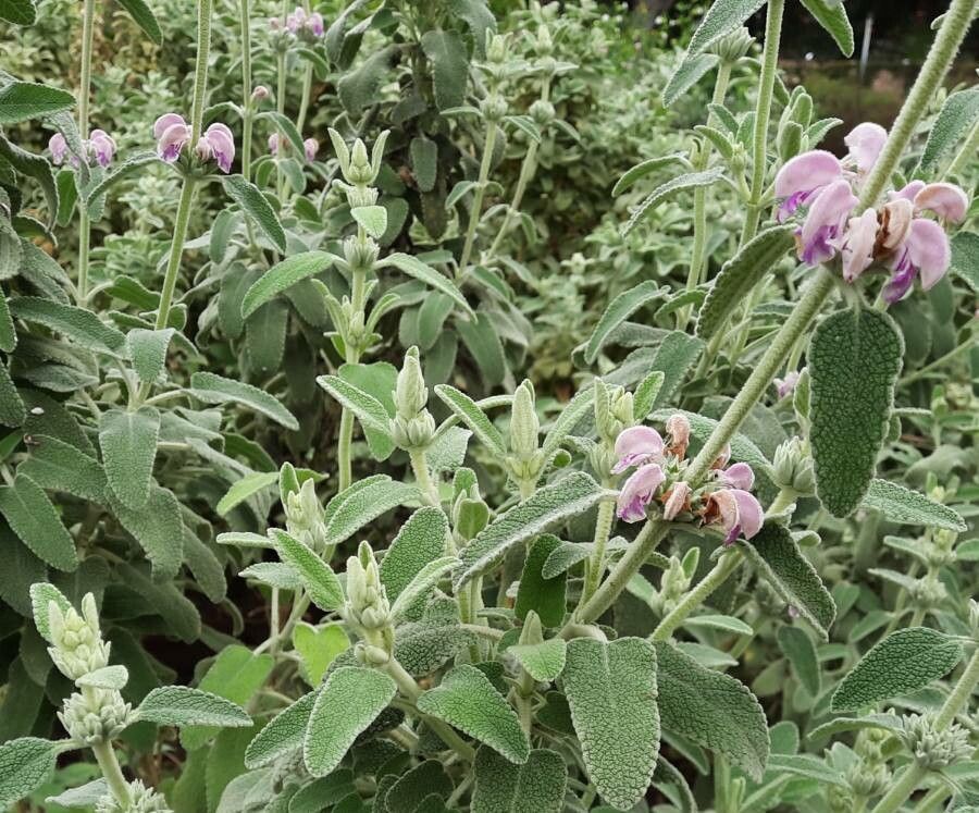Phlomis purpurea flower