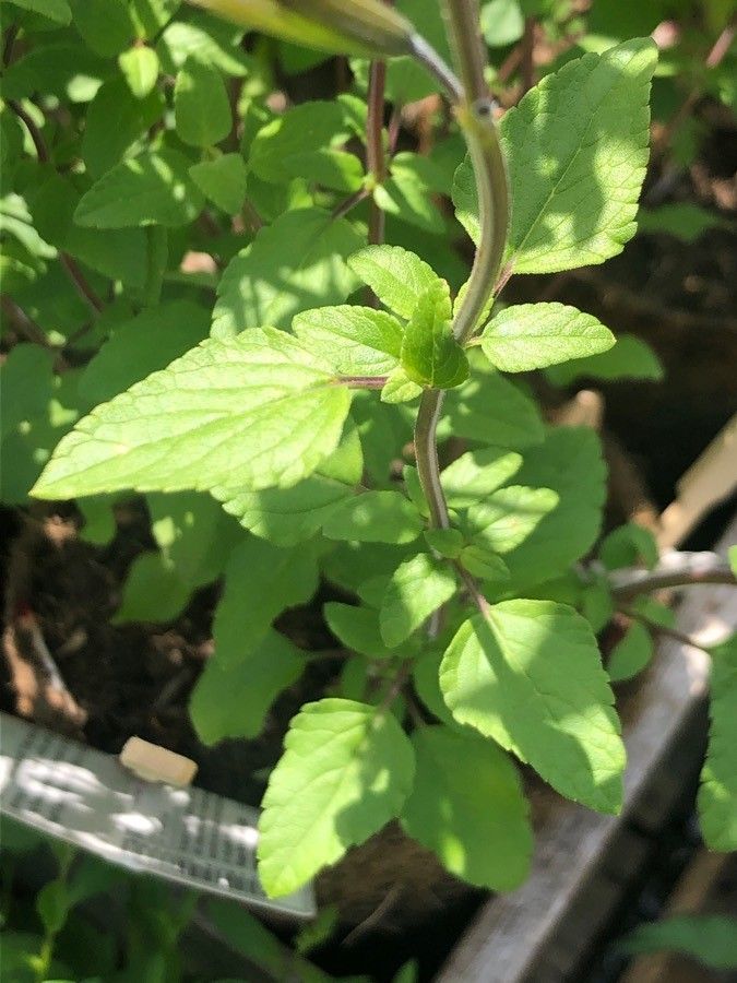 Salvia × jamensis — search result for 'Salvia'