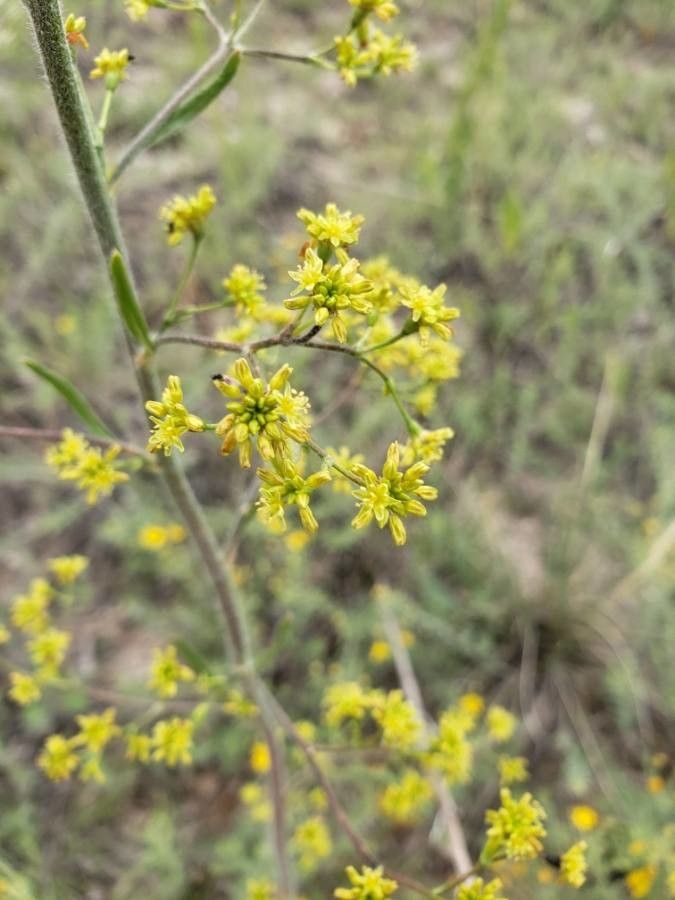 Eriogonum alatum flower