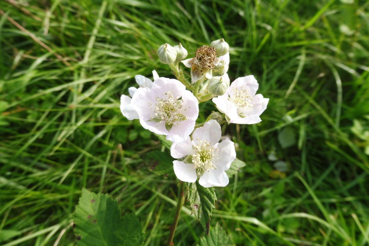 Rubus procerus flower