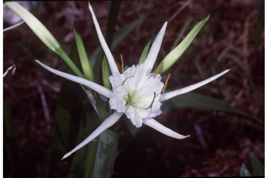 Hymenocallis coronaria flower