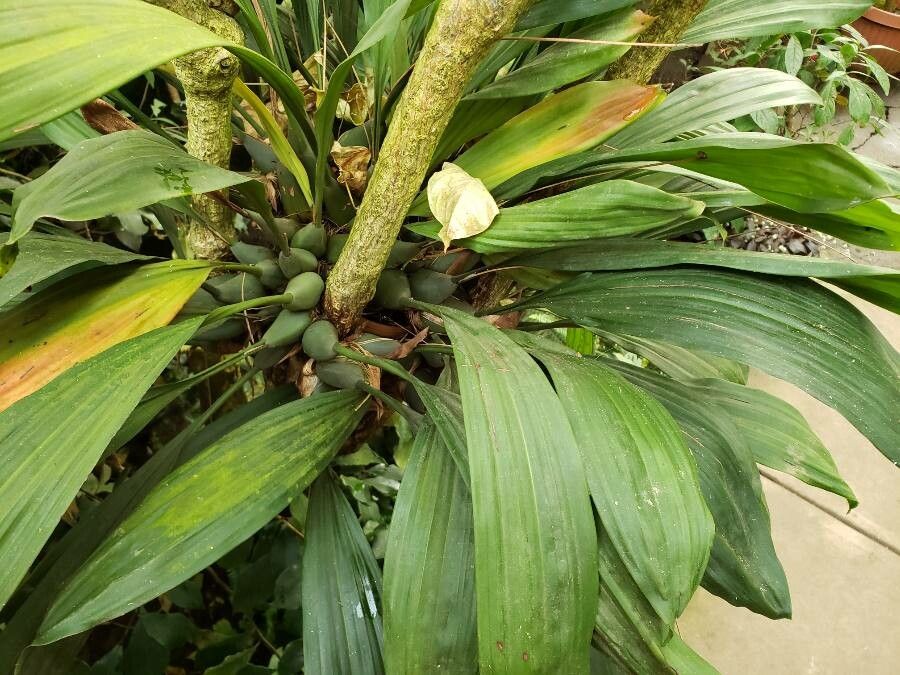 Pholidota imbricata habit