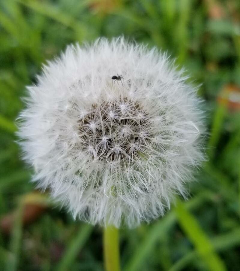 Taraxacum mattmarkense fruit