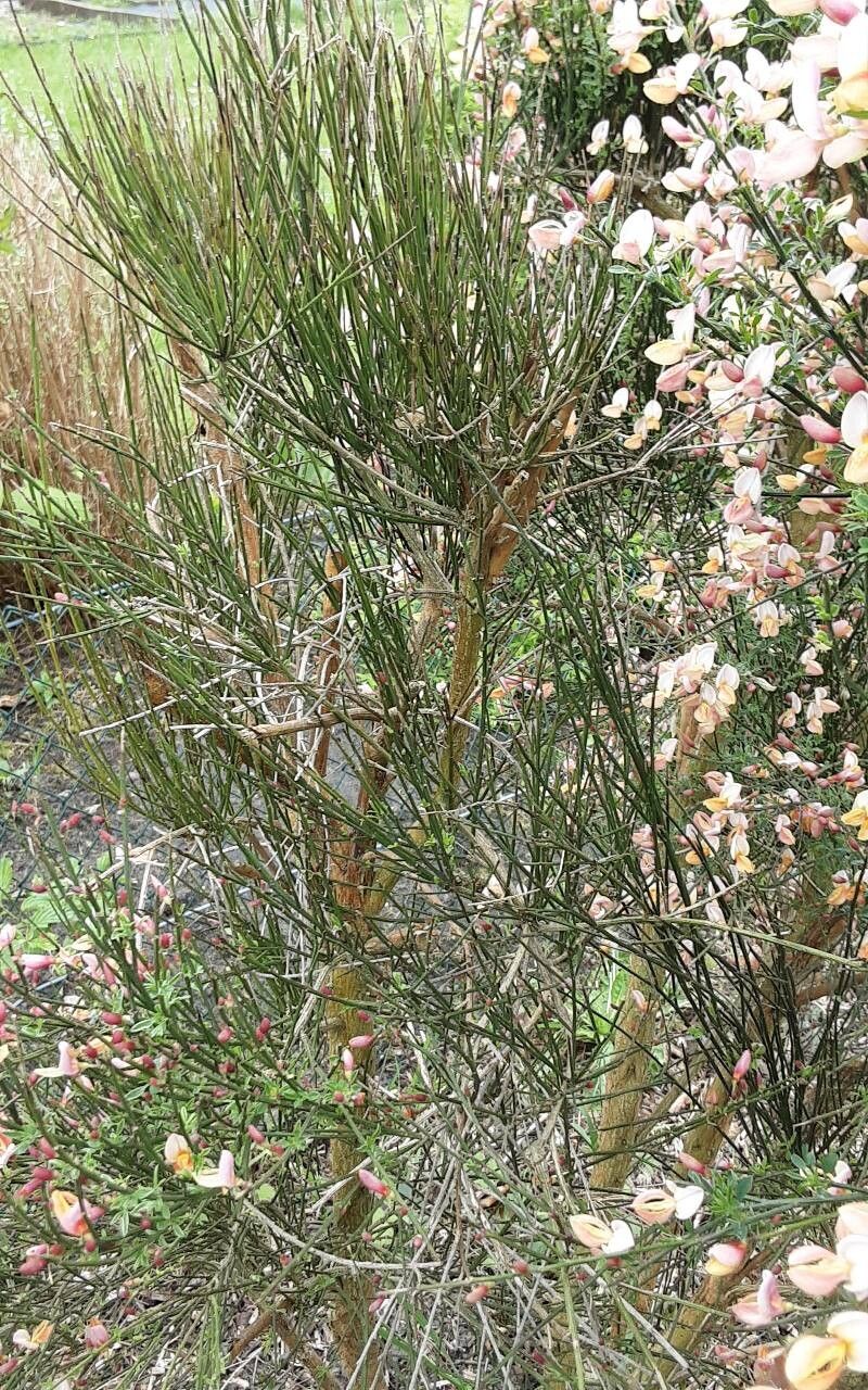 Chamaecytisus purpureus — clay tolerant houseplant