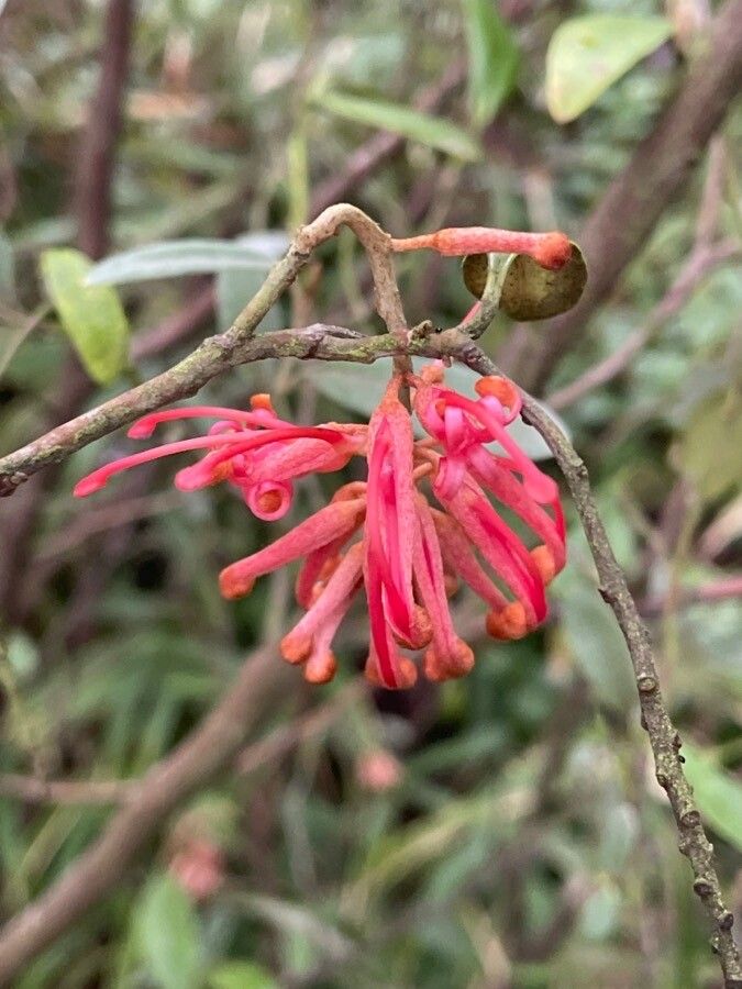 Grevillea victoriae flower