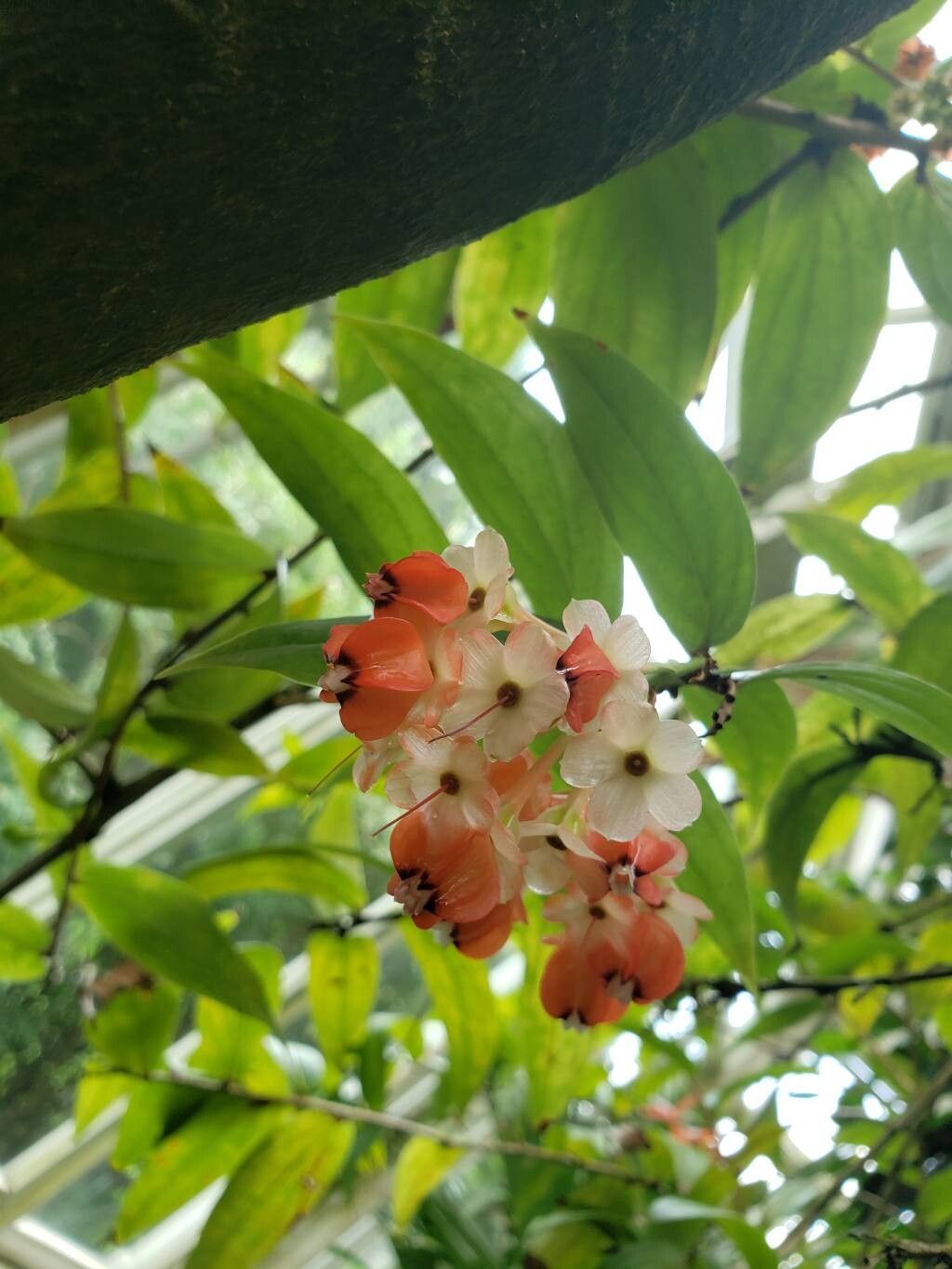 Macleania insignis fruit