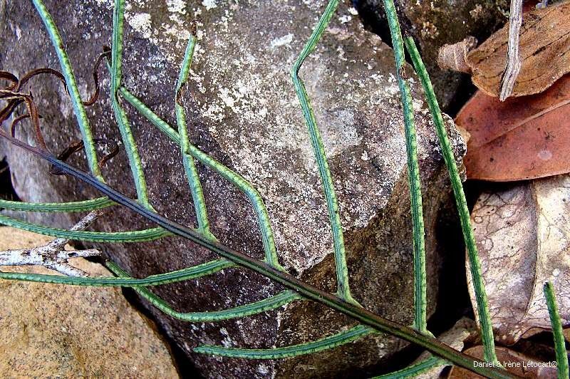 Blechnum opacum habit