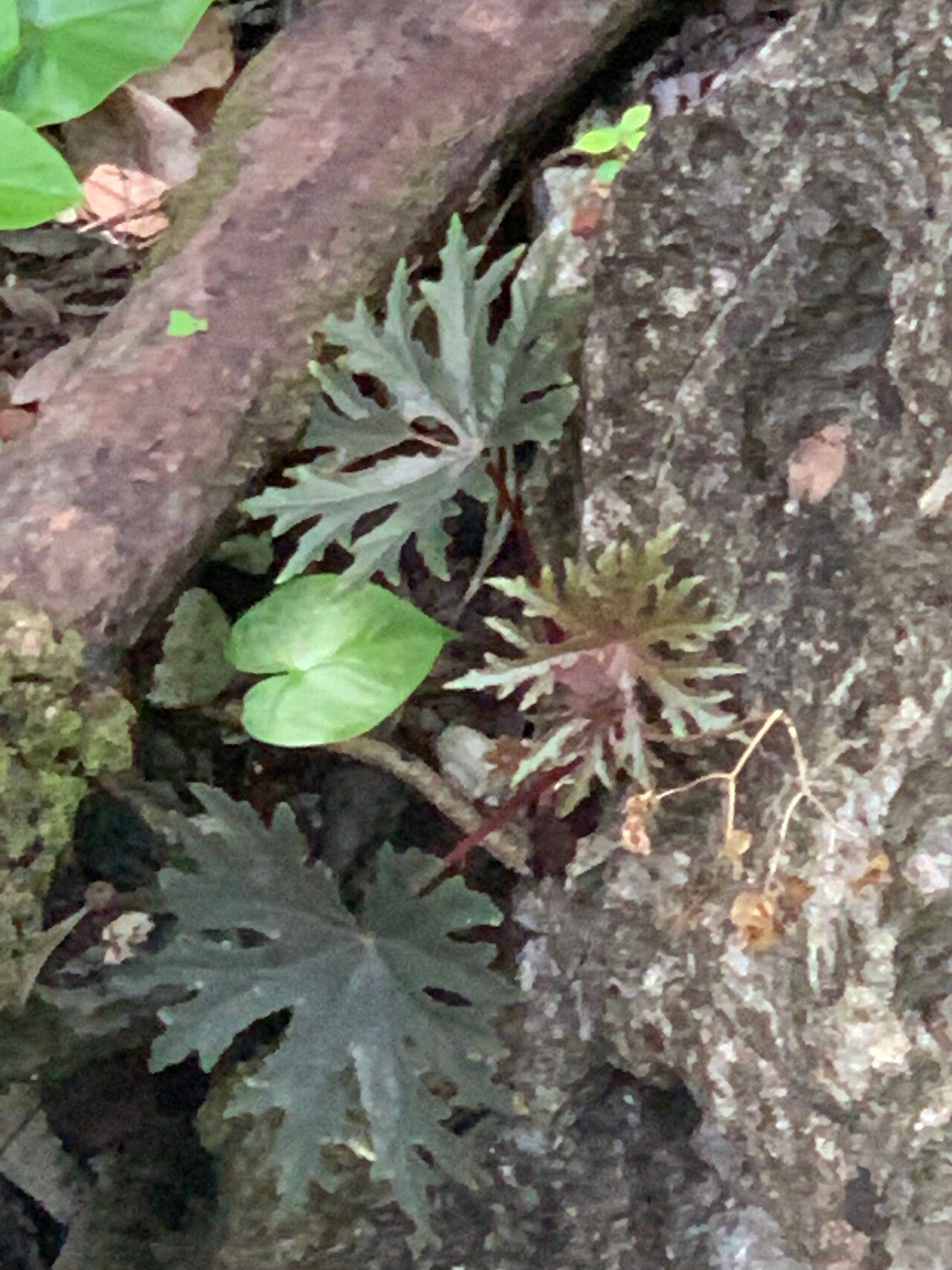 Begonia mananjebensis — houseplant care guide