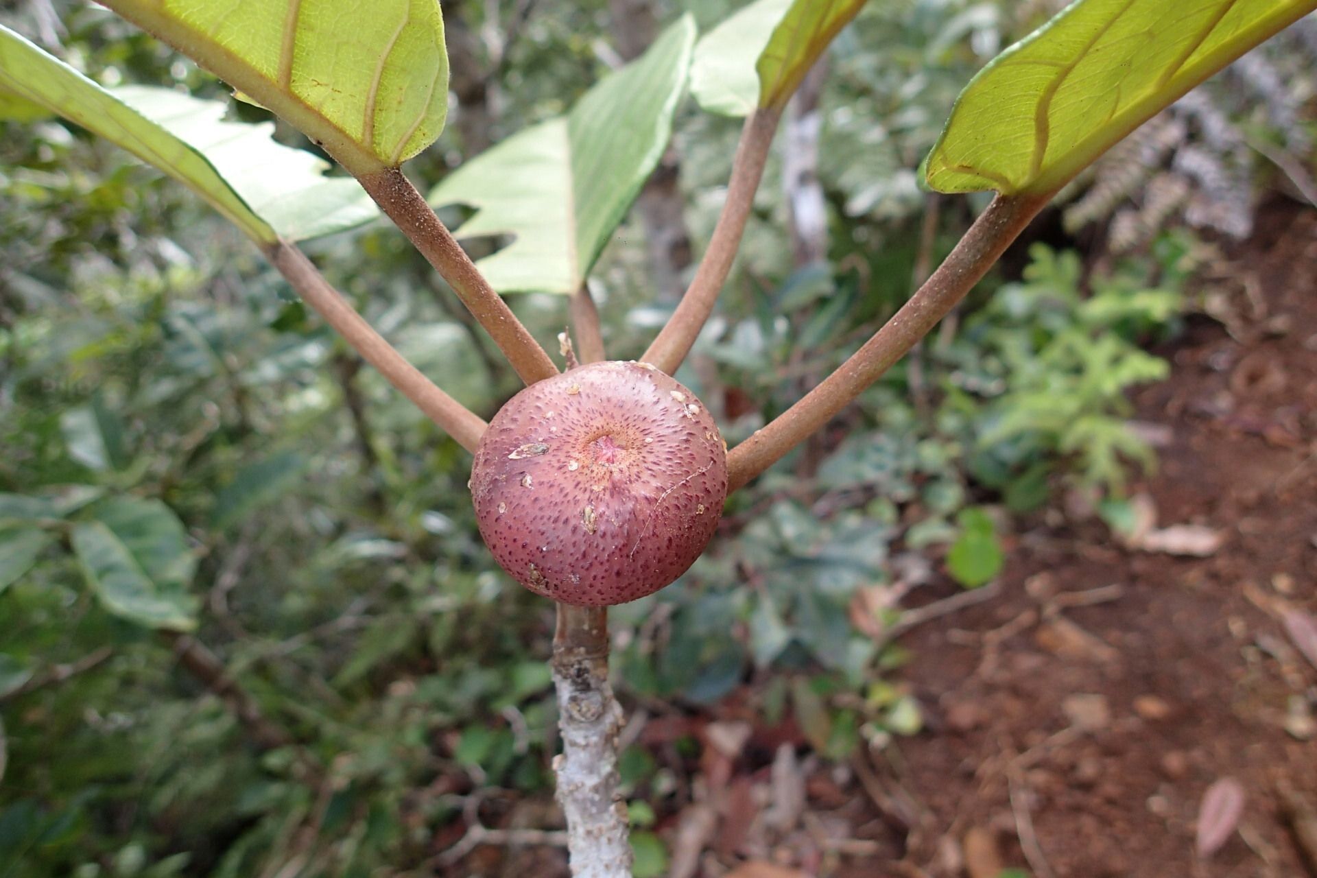 Ficus dzumacensis fruit