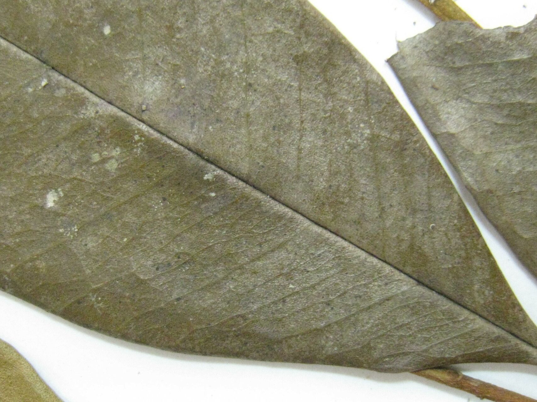 Eugenia exaltata other